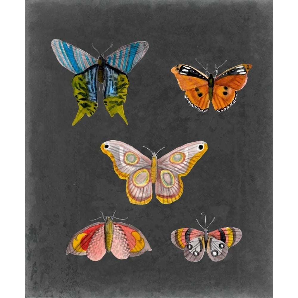 Butterflies on Slate II Poster Print - Naomi McCavitt-VARPDX145067Z Image 1