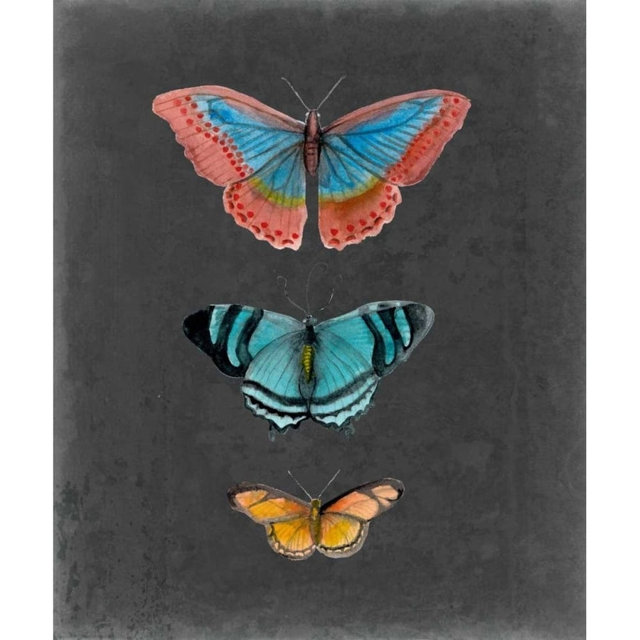 Butterflies on Slate III Poster Print - Naomi McCavitt-VARPDX145068Z Image 1