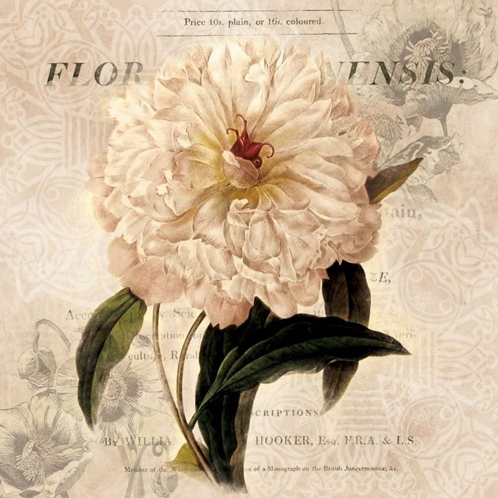 White Peony I Poster Print by Carol Robinson-VARPDX14516 Image 1