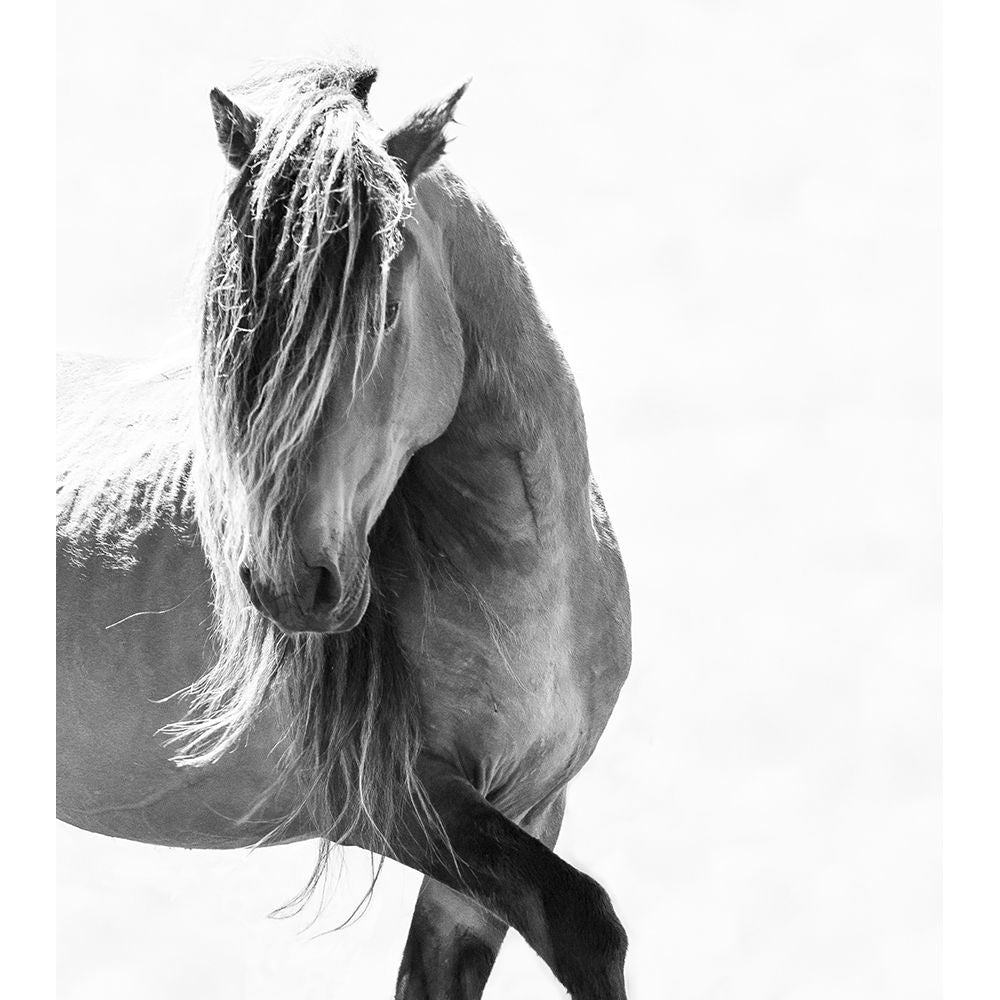 BW Stunning Stallion Poster Print - Carol Walker-VARPDX14523A Image 1