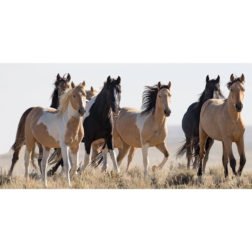 Horses in the Wild Poster Print - Carol Walker-VARPDX14525 Image 1