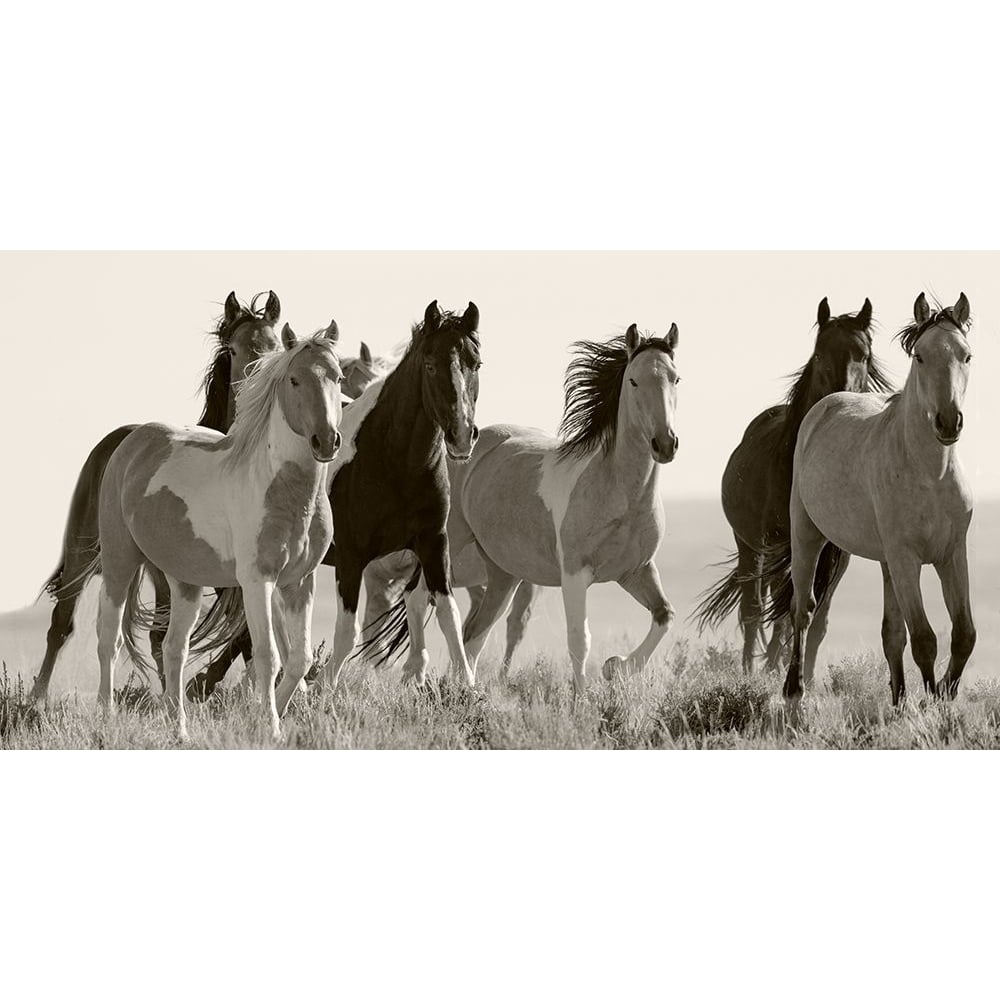 Black And White Horses in the Wild Poster Print - Carol Walker-VARPDX14525D Image 1