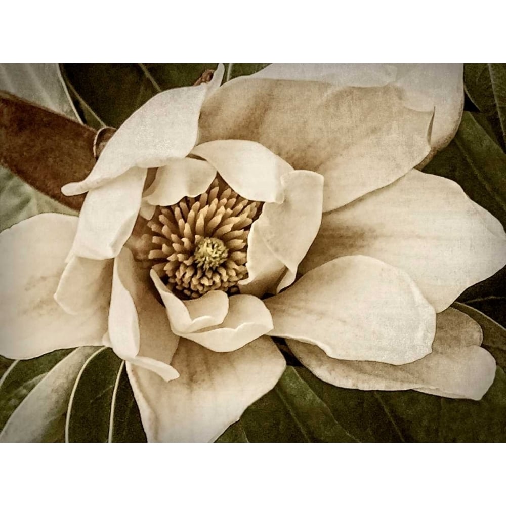 Classic Magnolia I Poster Print - Rachel Perry-VARPDX145369D Image 1