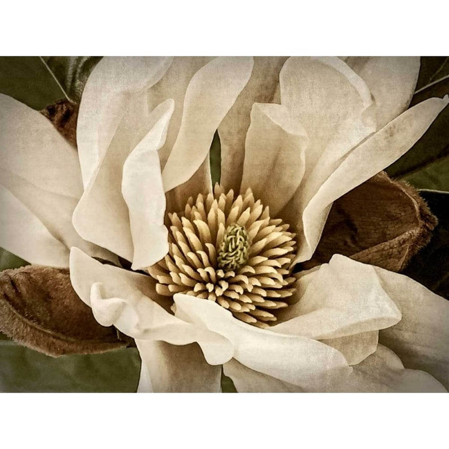 Classic Magnolia II Poster Print - Rachel Perry-VARPDX145370D Image 1