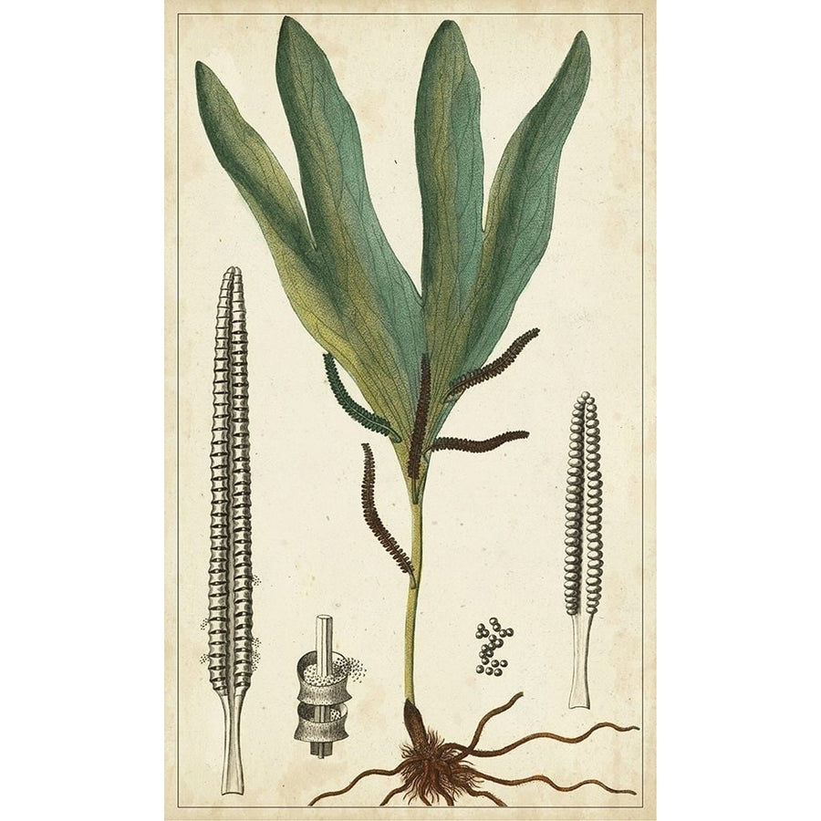 40x24 Foliage Botanique II-VARPDX145530VM Image 1