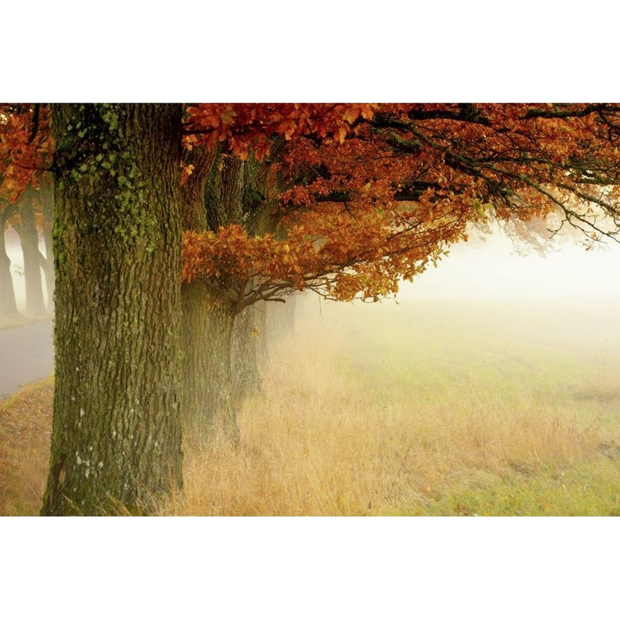 Autumn Fog Poster Print - Christina Sillen-VARPDX1459176 Image 1