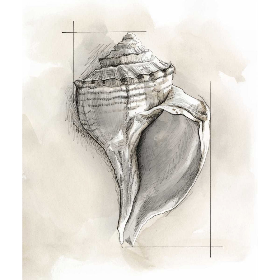 Shell Schematic I Poster Print - Megan Meagher-VARPDX145959FN Image 1