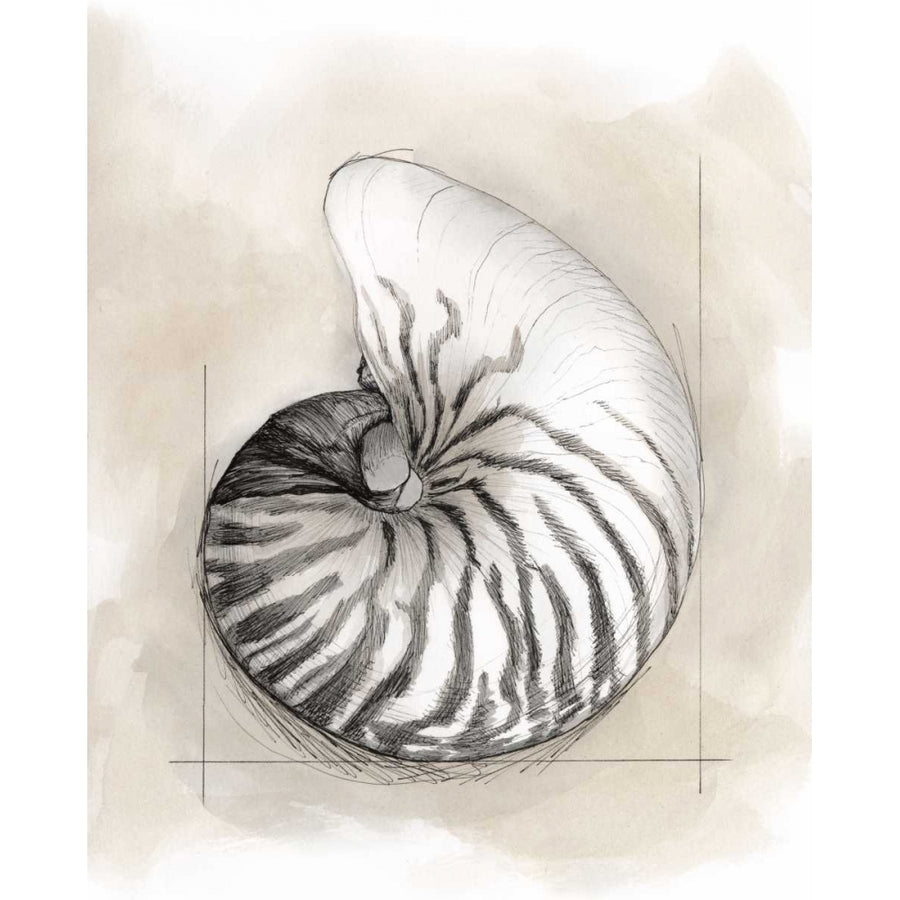 Shell Schematic II Poster Print - Megan Meagher-VARPDX145960FN Image 1