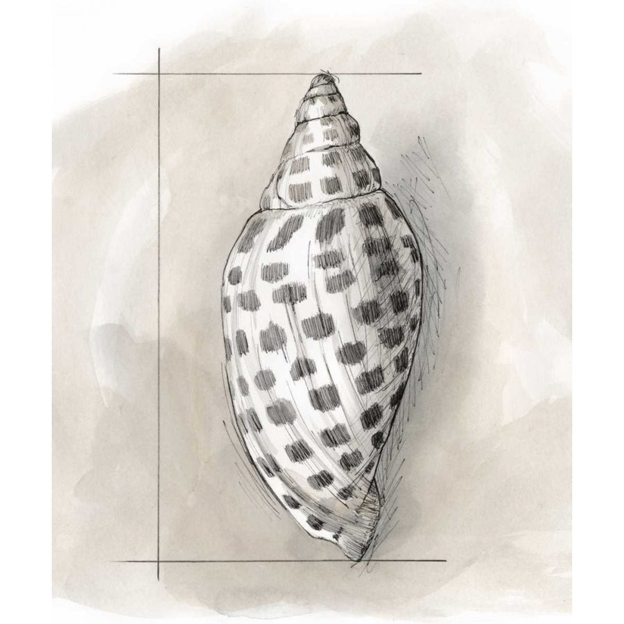 Shell Schematic IV Poster Print - Megan Meagher-VARPDX145962FN Image 1