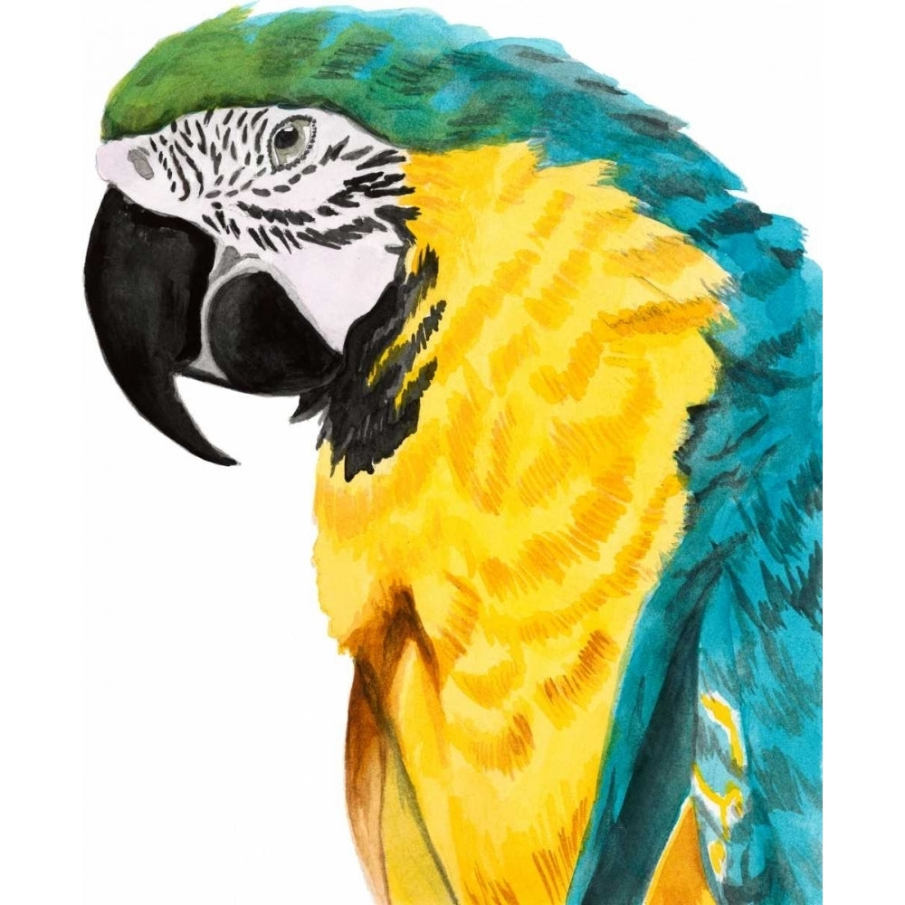 Watercolor Parrot Poster Print - Naomi McCavitt-VARPDX145976Z Image 1