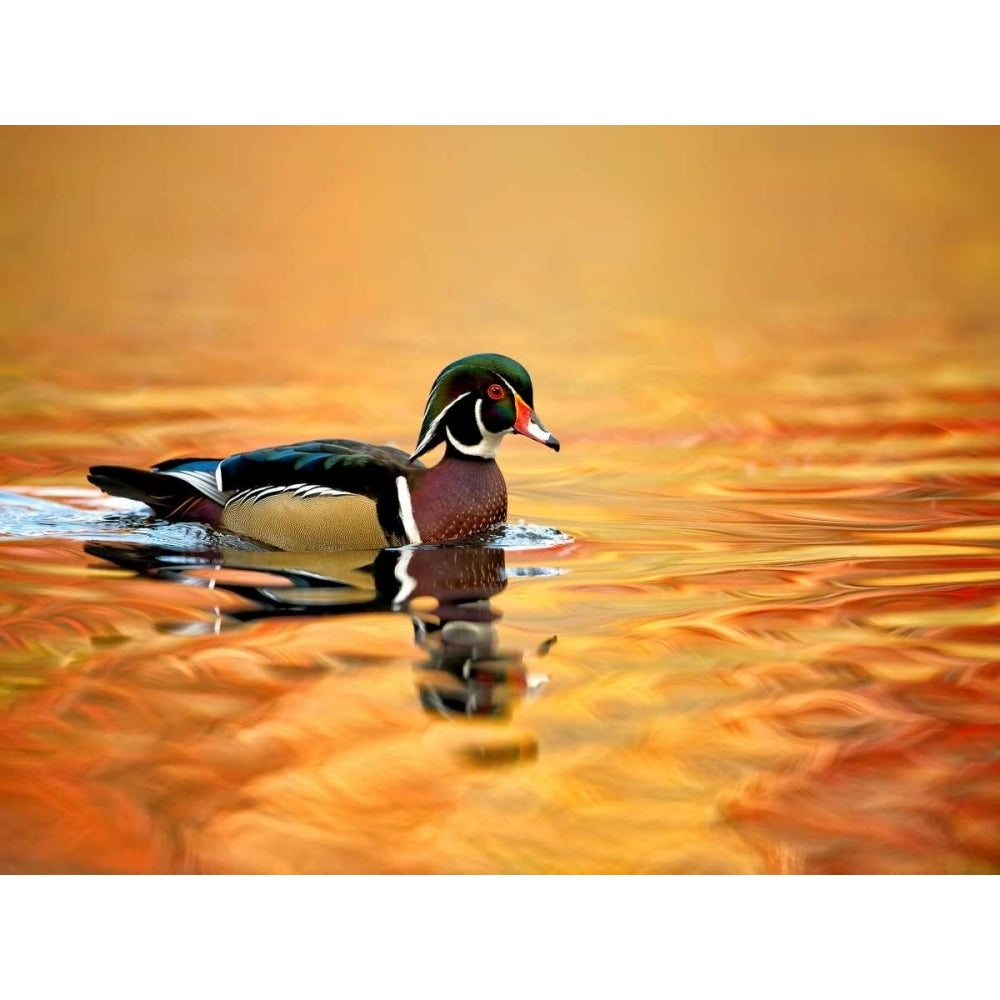 Water Bird Glimpse II Poster Print - PH Burchett-VARPDX146069GG Image 1