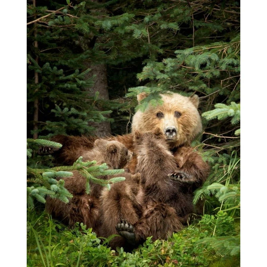 Bears at Play IV Poster Print - PHBurchett-VARPDX146065GG Image 1