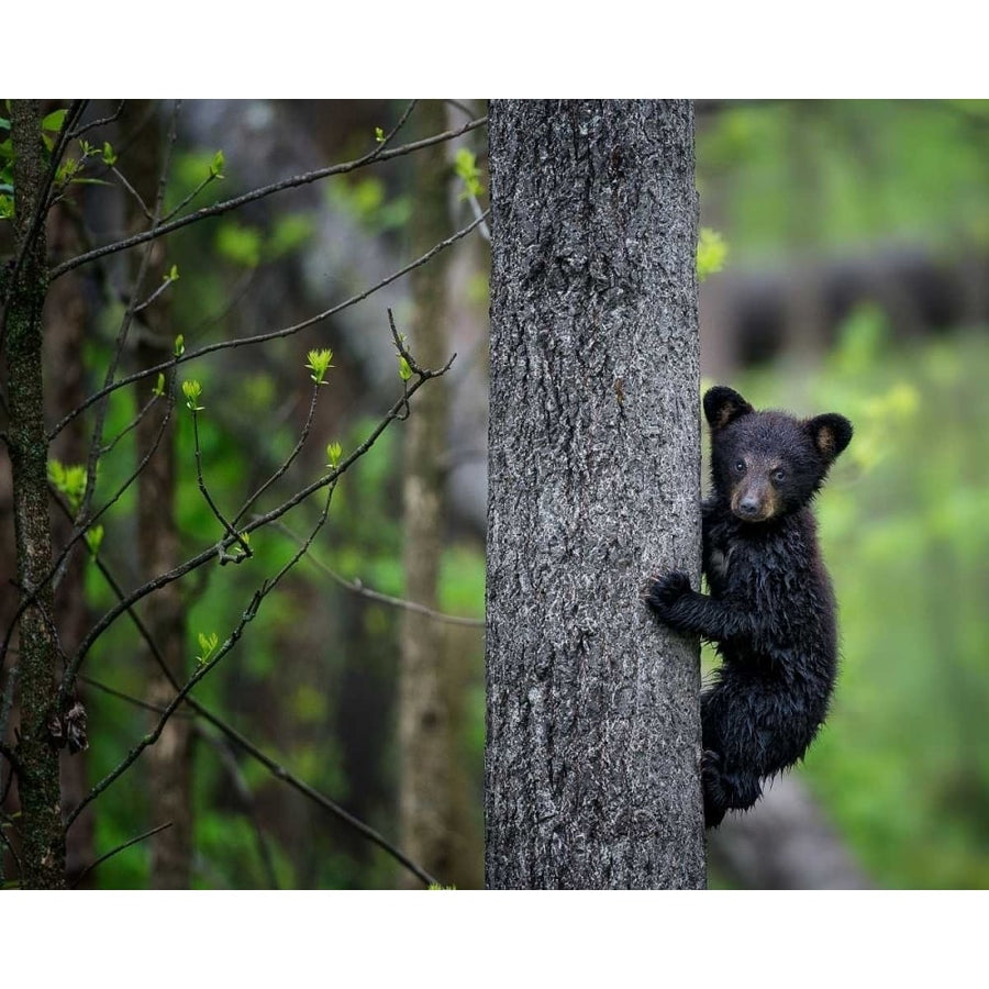 Bears at Play VI Poster Print - PHBurchett-VARPDX146067GG Image 1