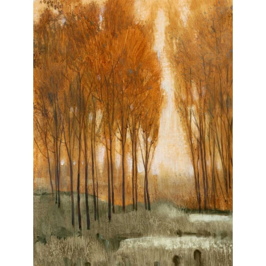 Golden Forest II Poster Print - Tim OToole-VARPDX146106GG Image 1