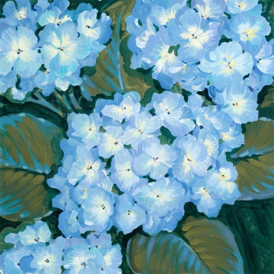 Blue Hydrangeas I Poster Print - Tim OToole-VARPDX146132D Image 1