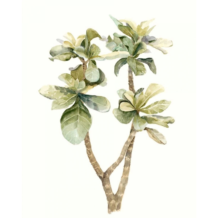 Tropical Watercolor Leaves III Poster Print - Megan Meagher-VARPDX146434Z Image 1