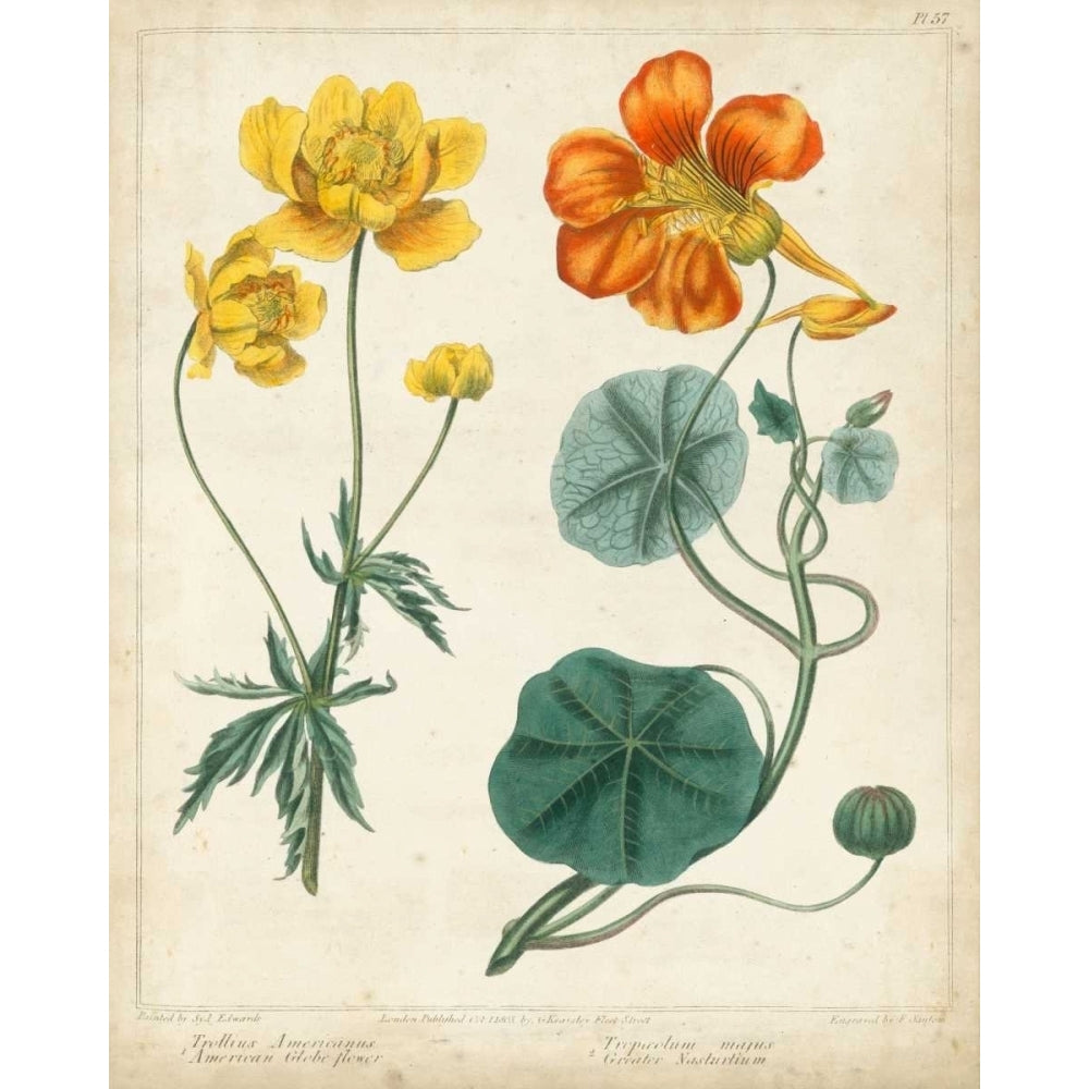 Summer Beauties II Poster Print - Sydenham Edwards-VARPDX146638Z Image 1