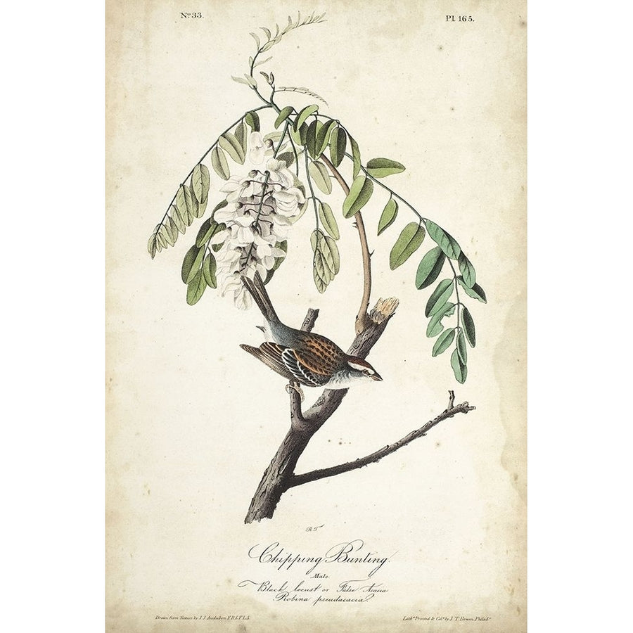 Delicate Bird and Botanical I Poster Print - John James Audubon-VARPDX146614Z Image 1