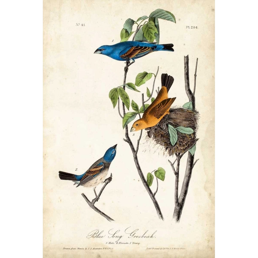 Blue Song Grosbeak Poster Print - John James Audubon-VARPDX146618Z Image 1