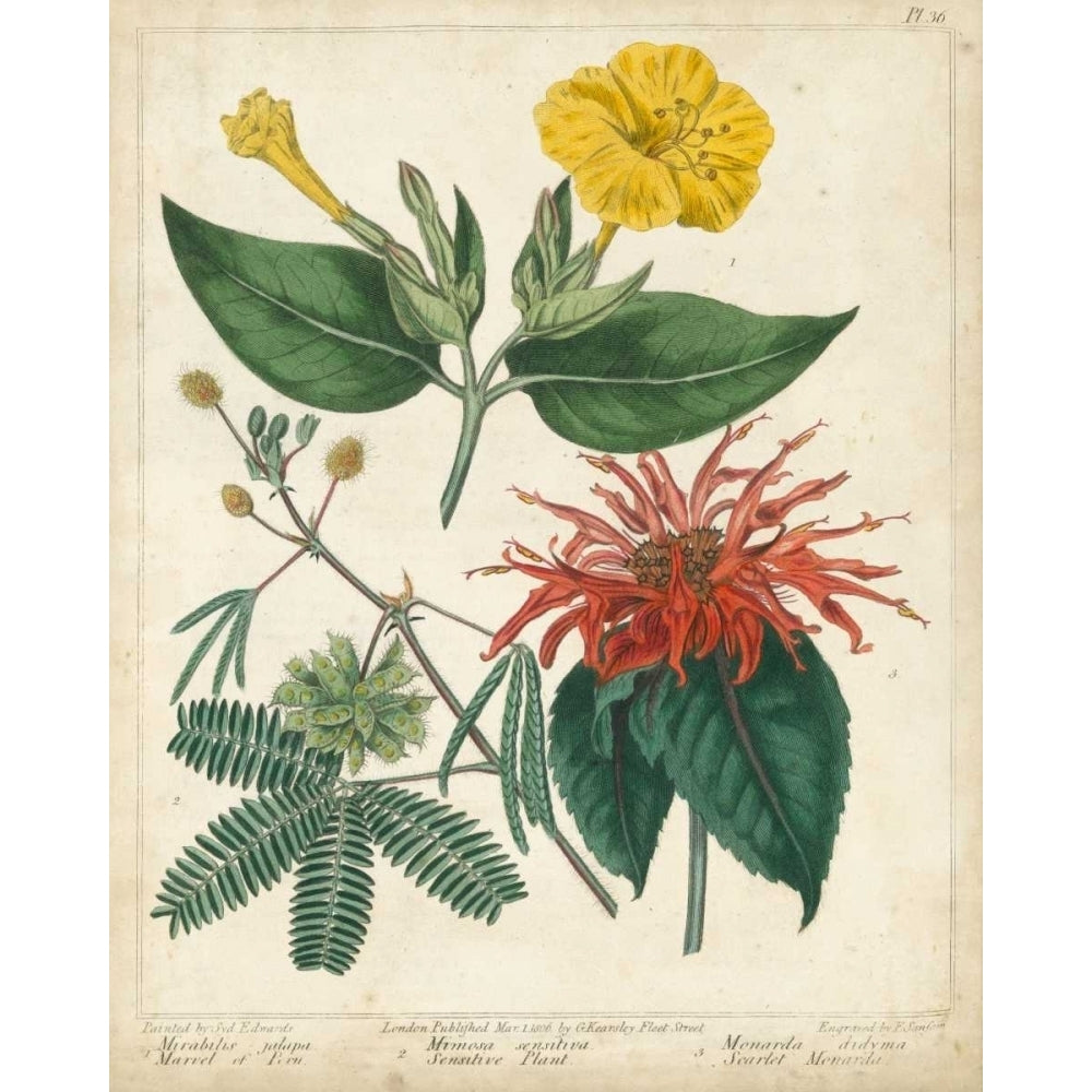 Summer Beauties I Poster Print - Sydenham Edwards-VARPDX146637Z Image 1