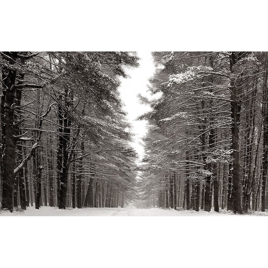 A Snowy Walk IV Poster Print - James McLoughlin-VARPDX146804GG Image 1