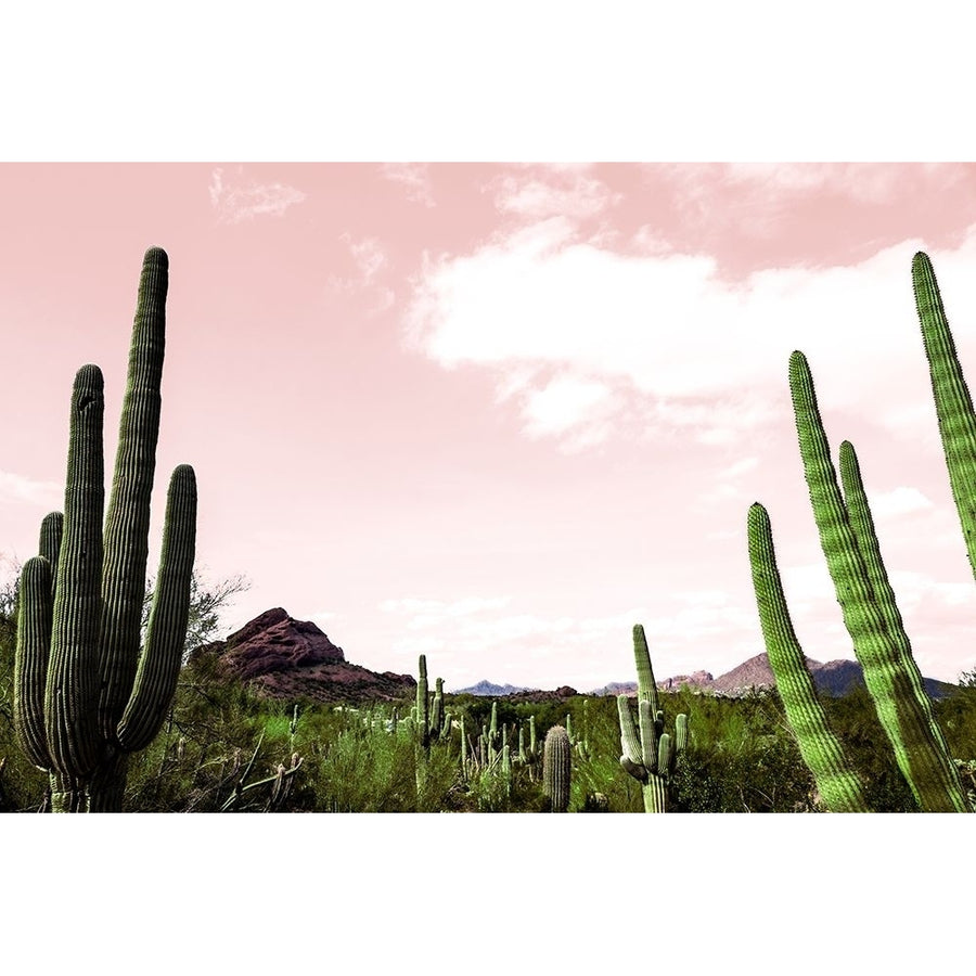 Cactus Landscape Under Pink Sky by Bill Carson Photography-VARPDX14707BB Image 1