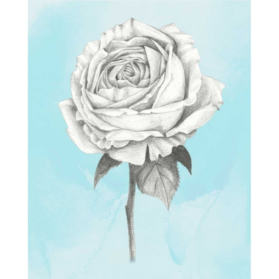 Graphite Rose IV Poster Print - Grace Popp-VARPDX147269GG Image 1