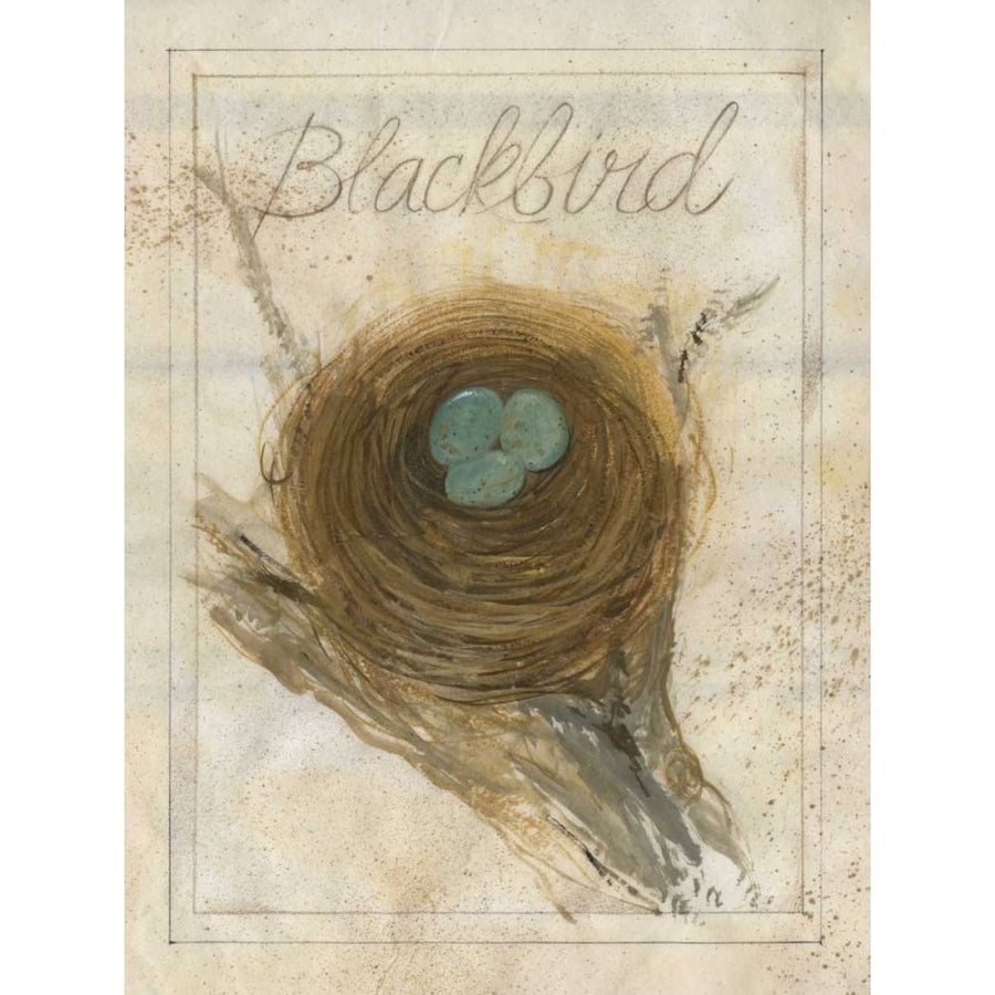 Nest - Blackbird Poster Print - Elissa Della-Piana-VARPDX147283D Image 1