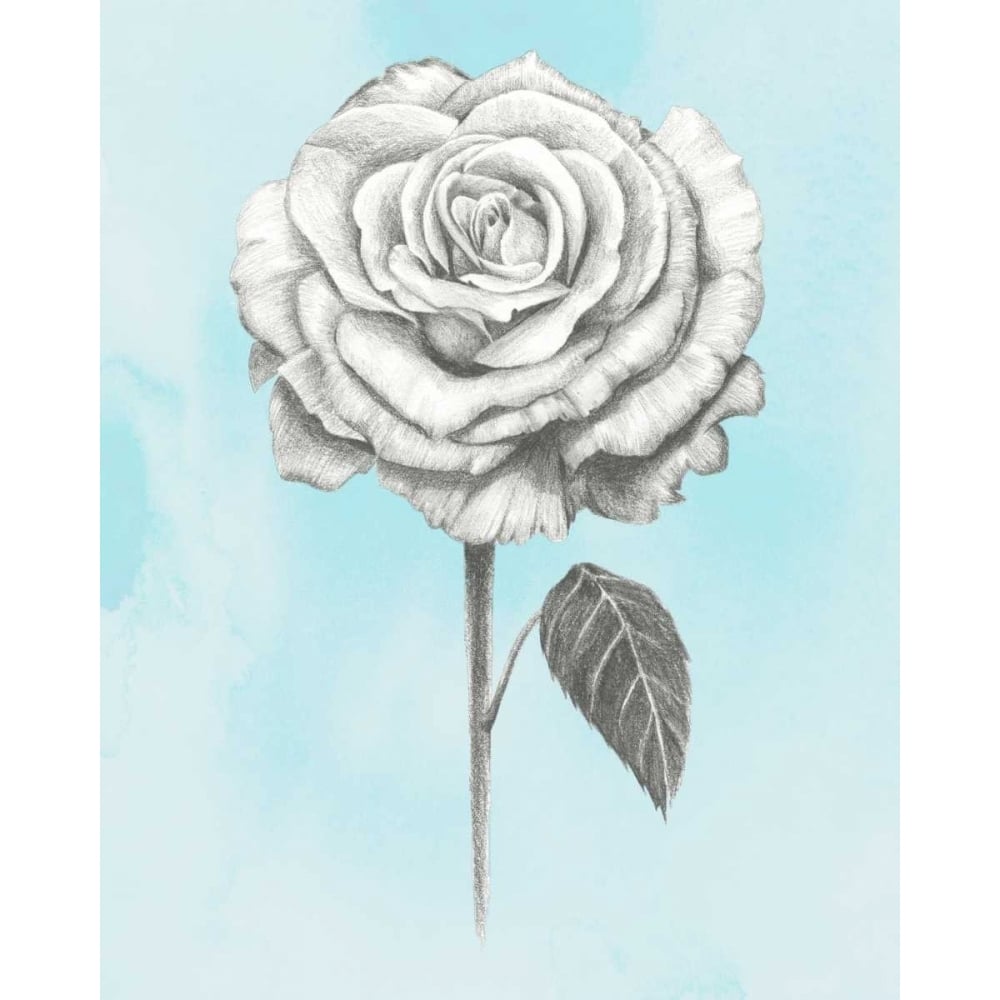 Graphite Rose III Poster Print - Grace Popp-VARPDX147268GG Image 1