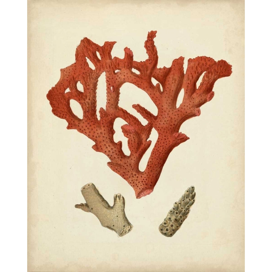 Antique Red Coral II Poster Print - Studio Vision-VARPDX147346Z Image 1