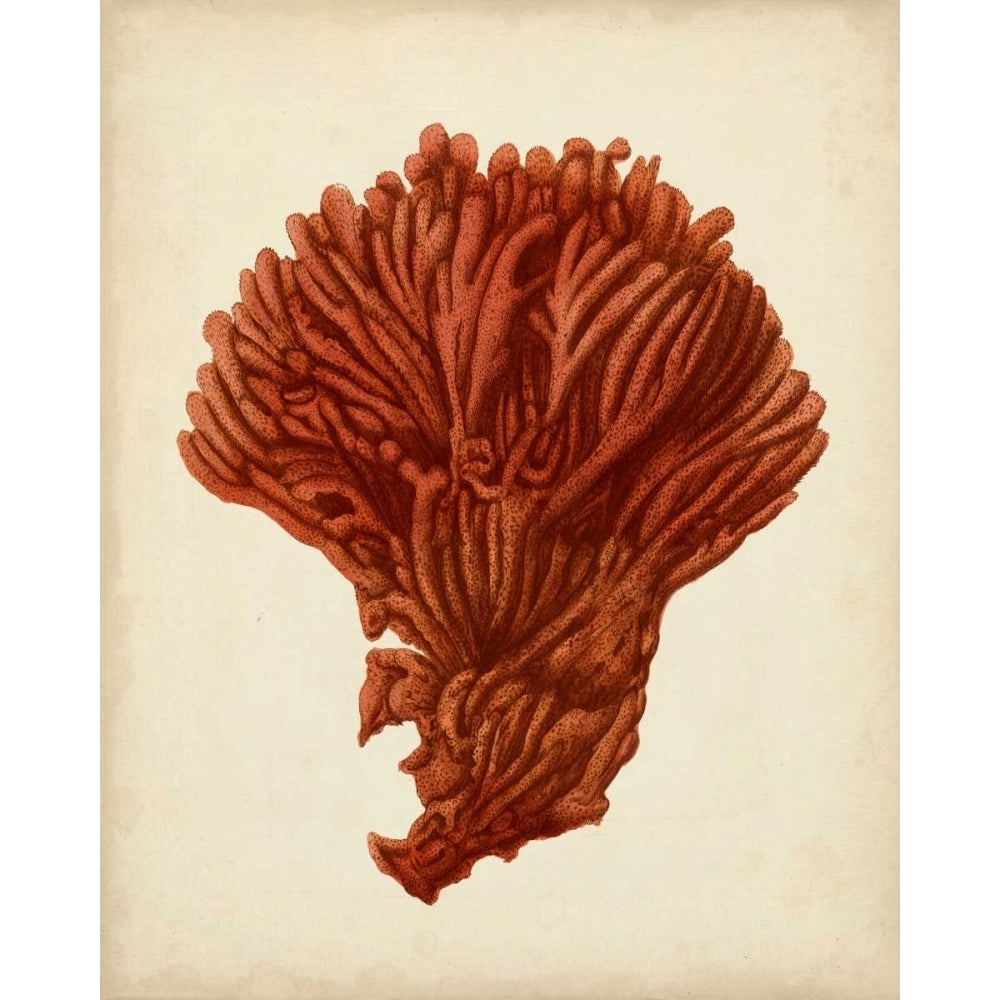 Antique Red Coral I Poster Print - Studio Vision-VARPDX147345Z Image 1