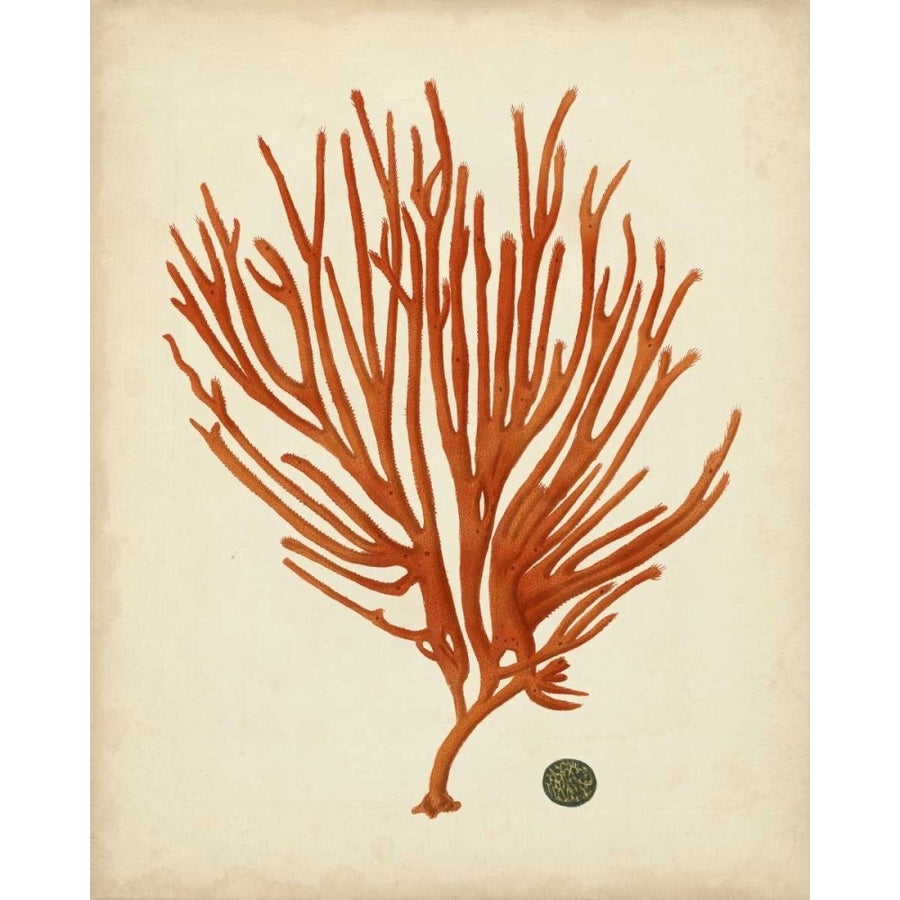 Antique Red Coral IV Poster Print - Studio Vision-VARPDX147348Z Image 1