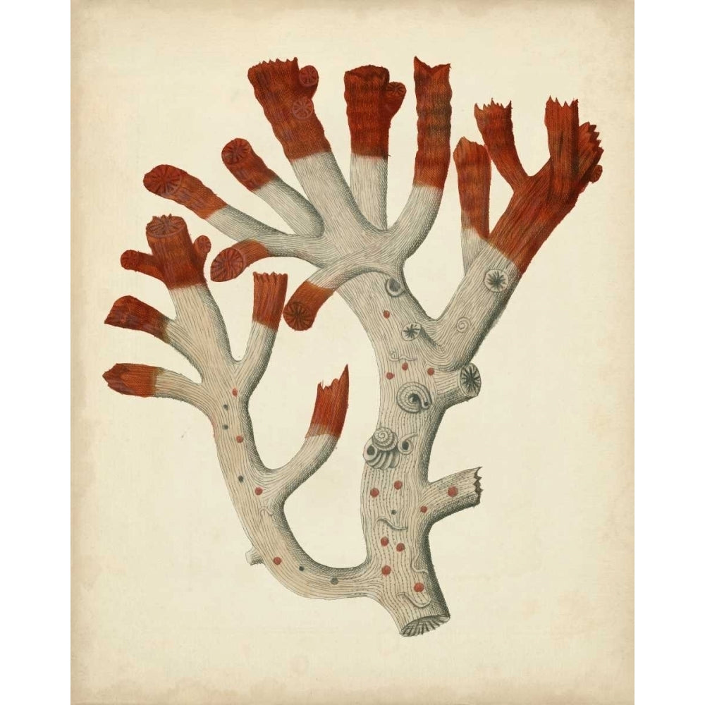 Antique Red Coral VI Poster Print - Studio Vision-VARPDX147350Z Image 1