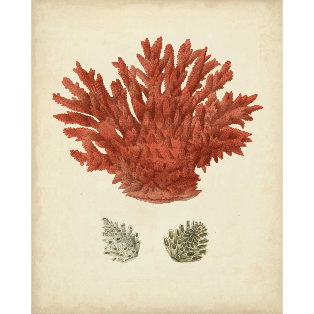 Antique Red Coral III Poster Print - Studio Vision-VARPDX147347Z Image 1