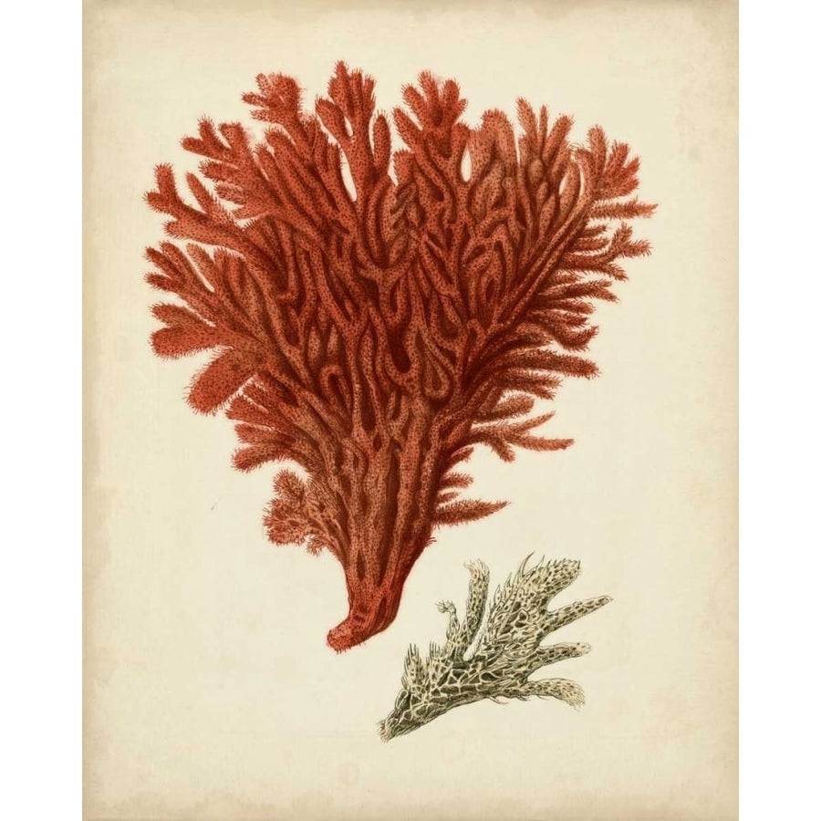 Antique Red Coral V Poster Print - Studio Vision-VARPDX147349Z Image 1