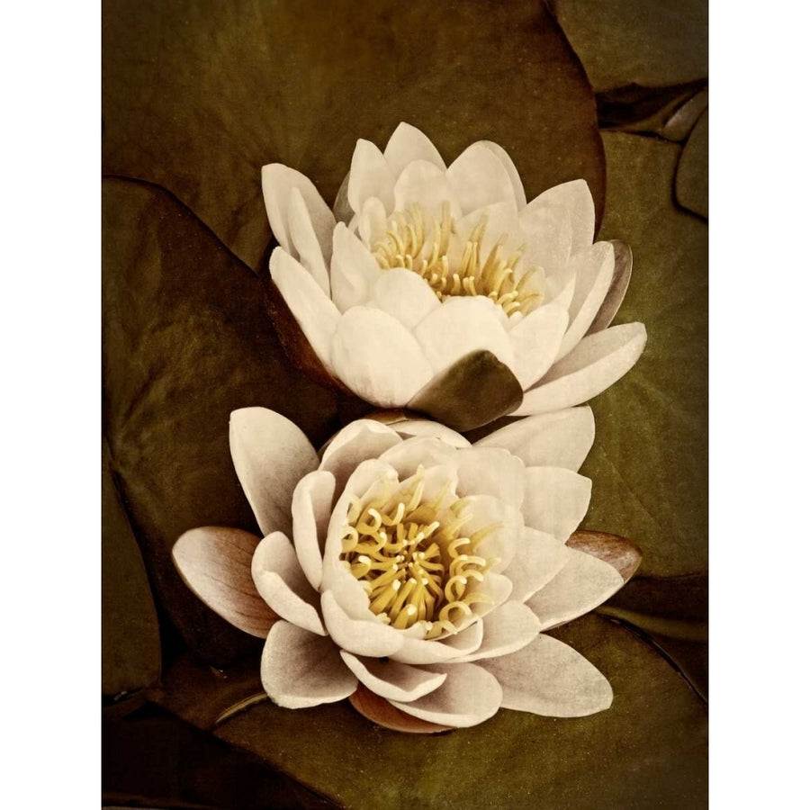 Lily Pad Duo Poster Print - Rachel Perry-VARPDX147481D Image 1