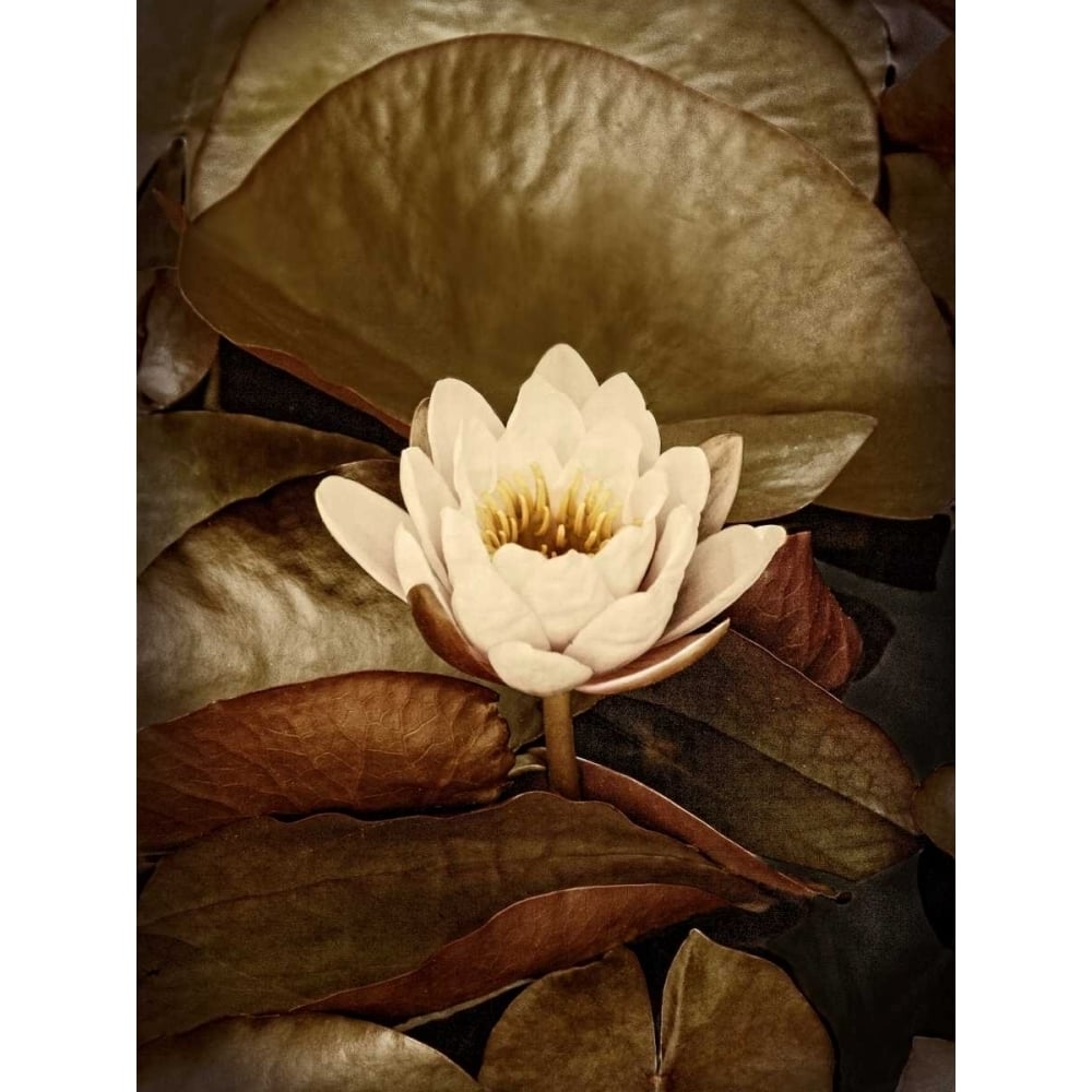 Lily Pad Single Poster Print - Rachel Perry-VARPDX147482D Image 1