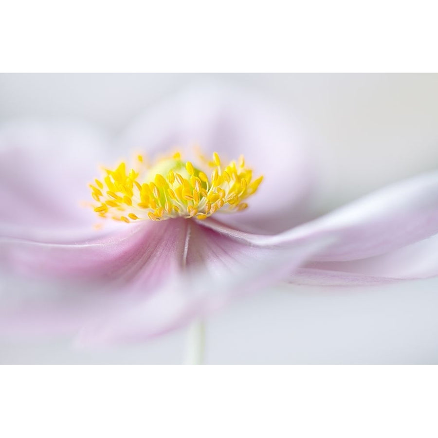 Anemone Poster Print - Mandy Disher-VARPDX1475116 Image 1