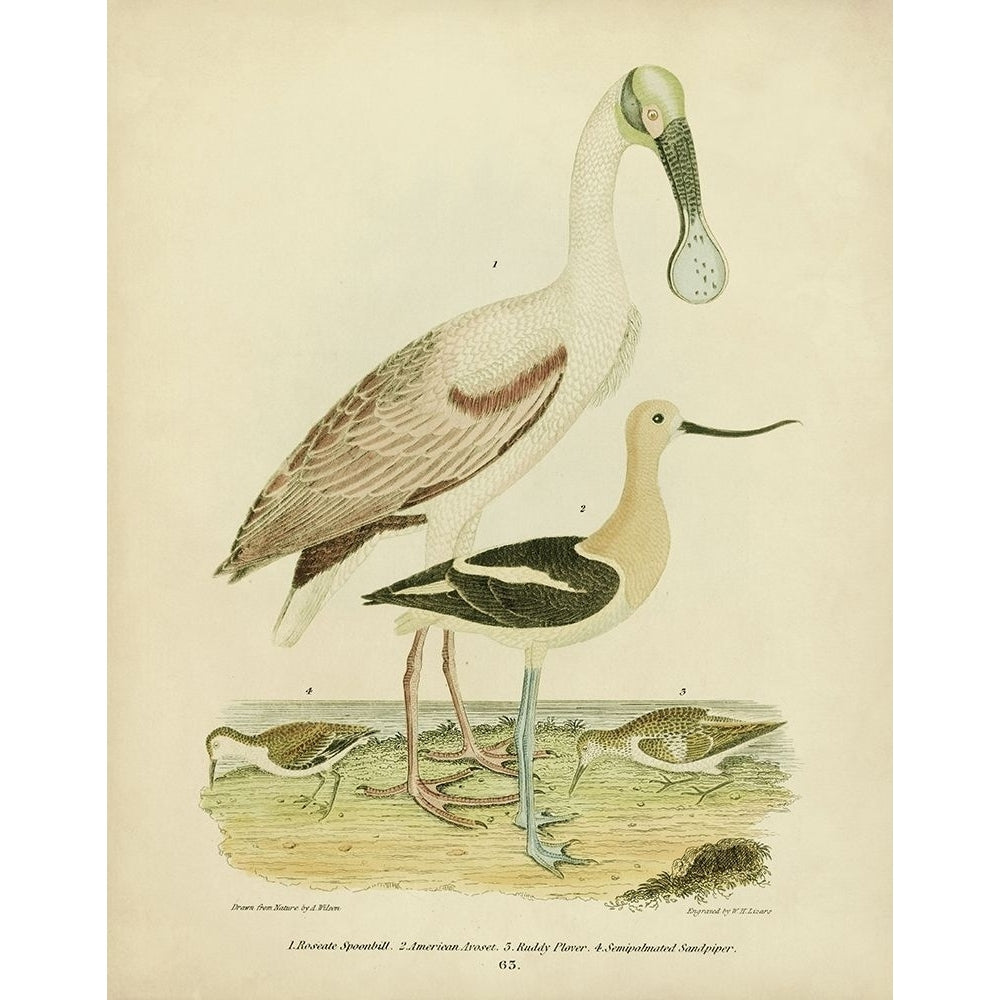 Antique Spoonbill and Sandpipers Poster Print - Alexander Wilson-VARPDX14756Z Image 1