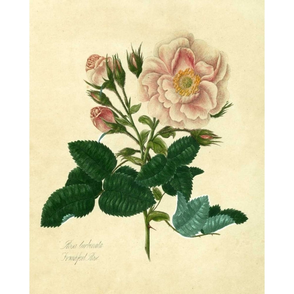 Frankfort Rose Poster Print - Mary Lawrence-VARPDX14770Z Image 1