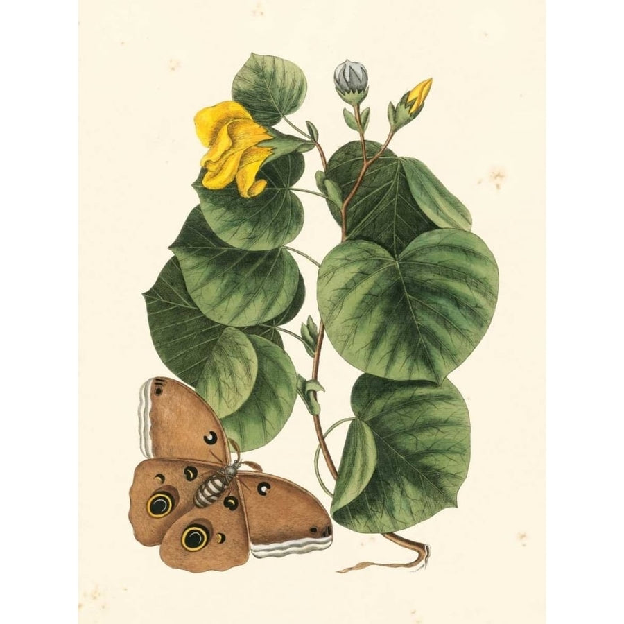 Catesby Butterfly and Botanical I Poster Print - Mark Catesby-VARPDX147798GG Image 1