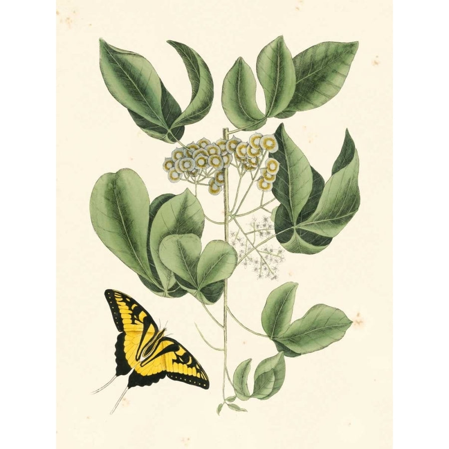 Non-Embellished Catesby Butterfly and Botanical II Poster Print - Mark Catesby-VARPDX147799GG Image 1