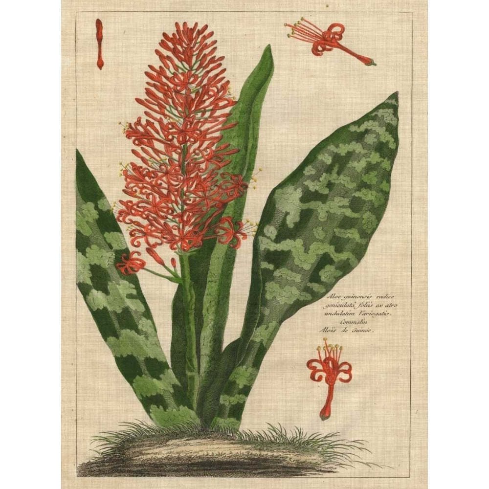 Botanical Study on Linen I Poster Print - Studio Vision-VARPDX147810Z Image 1