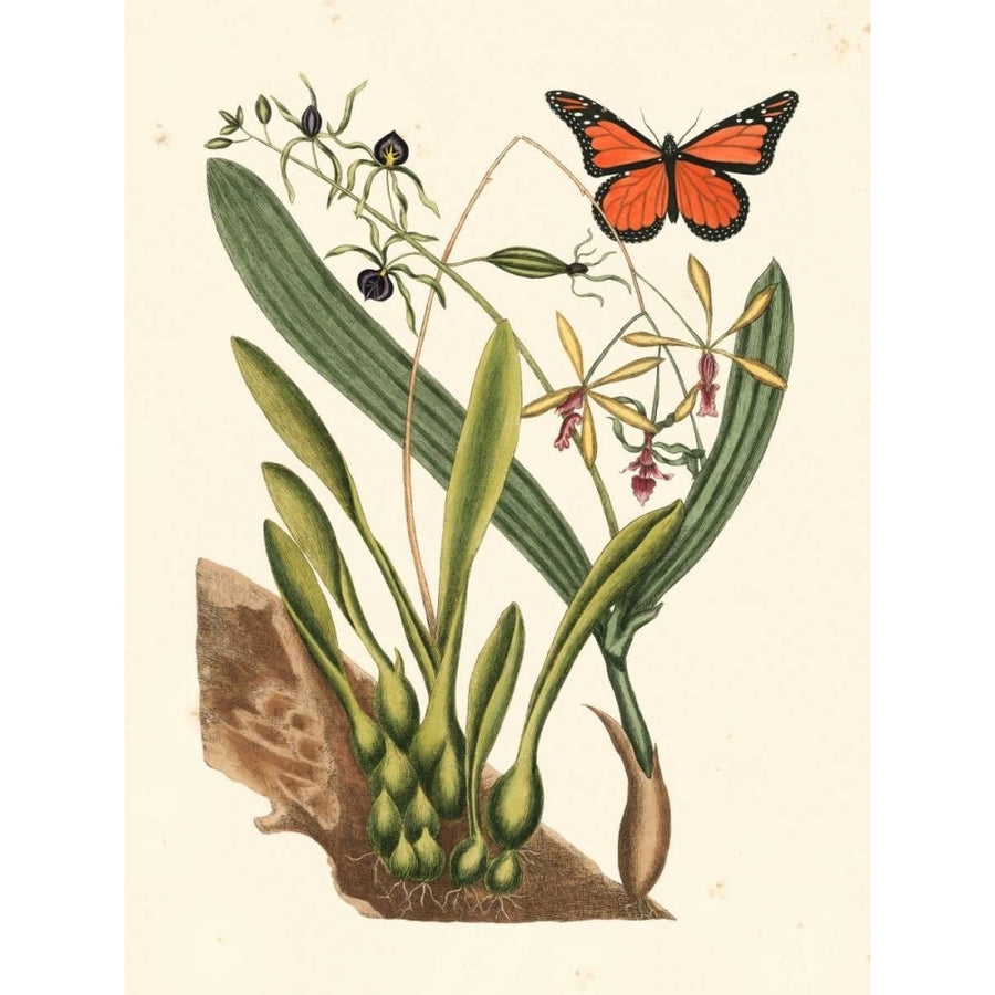 Catesby Butterfly and Botanical IV Poster Print - Mark Catesby-VARPDX147801GG Image 1