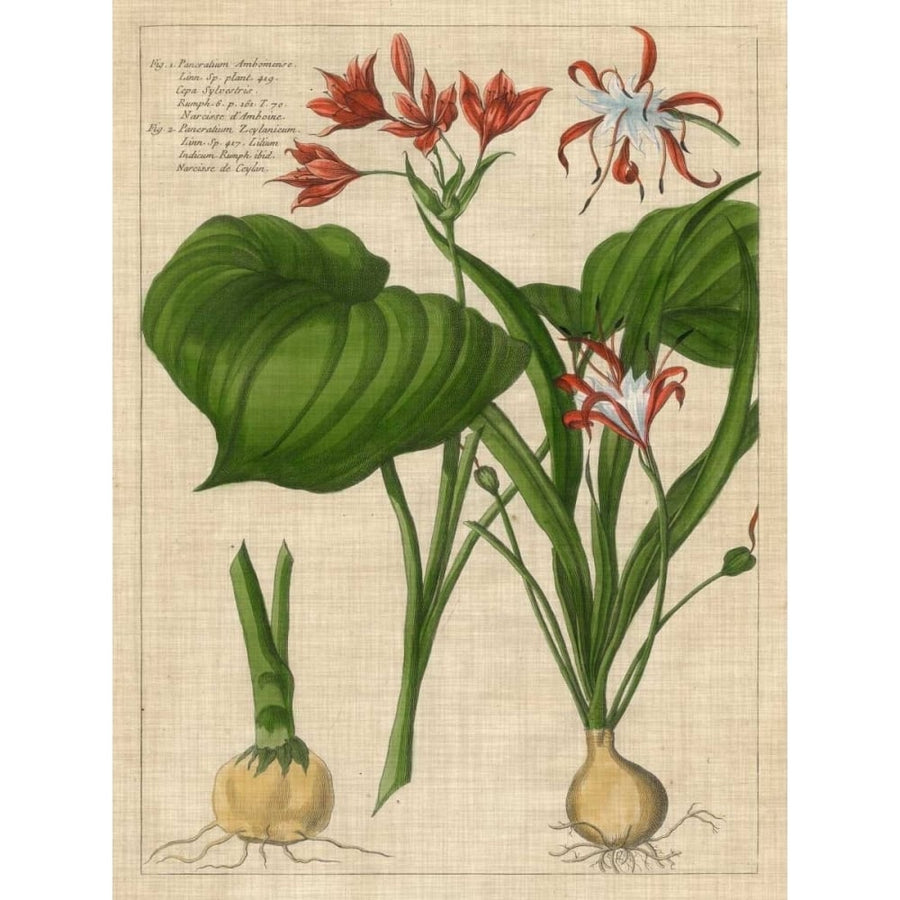 Botanical Study on Linen V Poster Print - Studio Vision-VARPDX147814Z Image 1