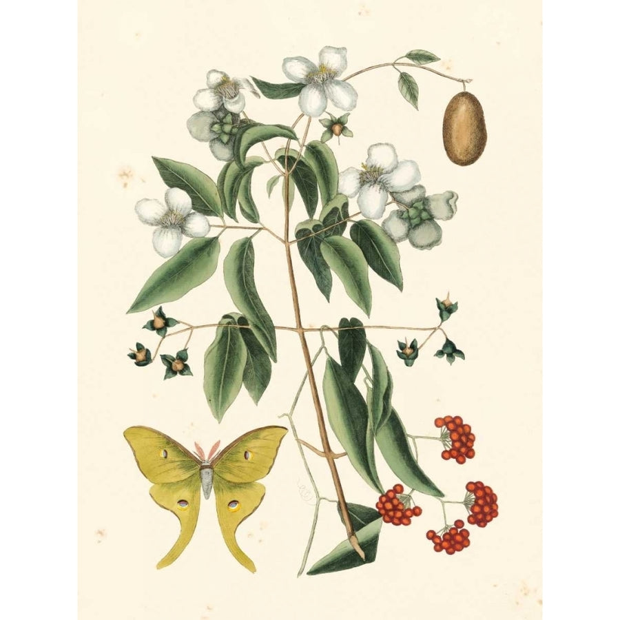 Catesby Butterfly and Botanical III Poster Print - Mark Catesby-VARPDX147800GG Image 1