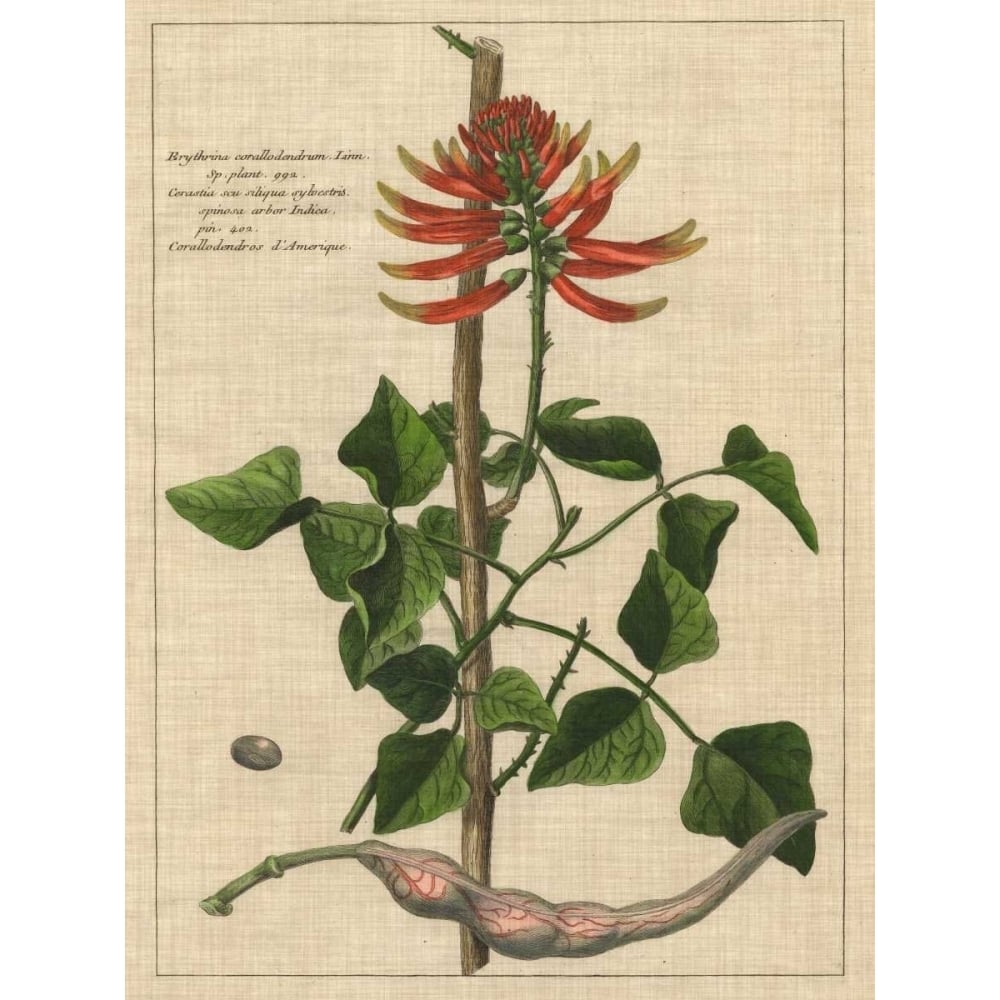 Botanical Study on Linen IV Poster Print - Studio Vision-VARPDX147813Z Image 1