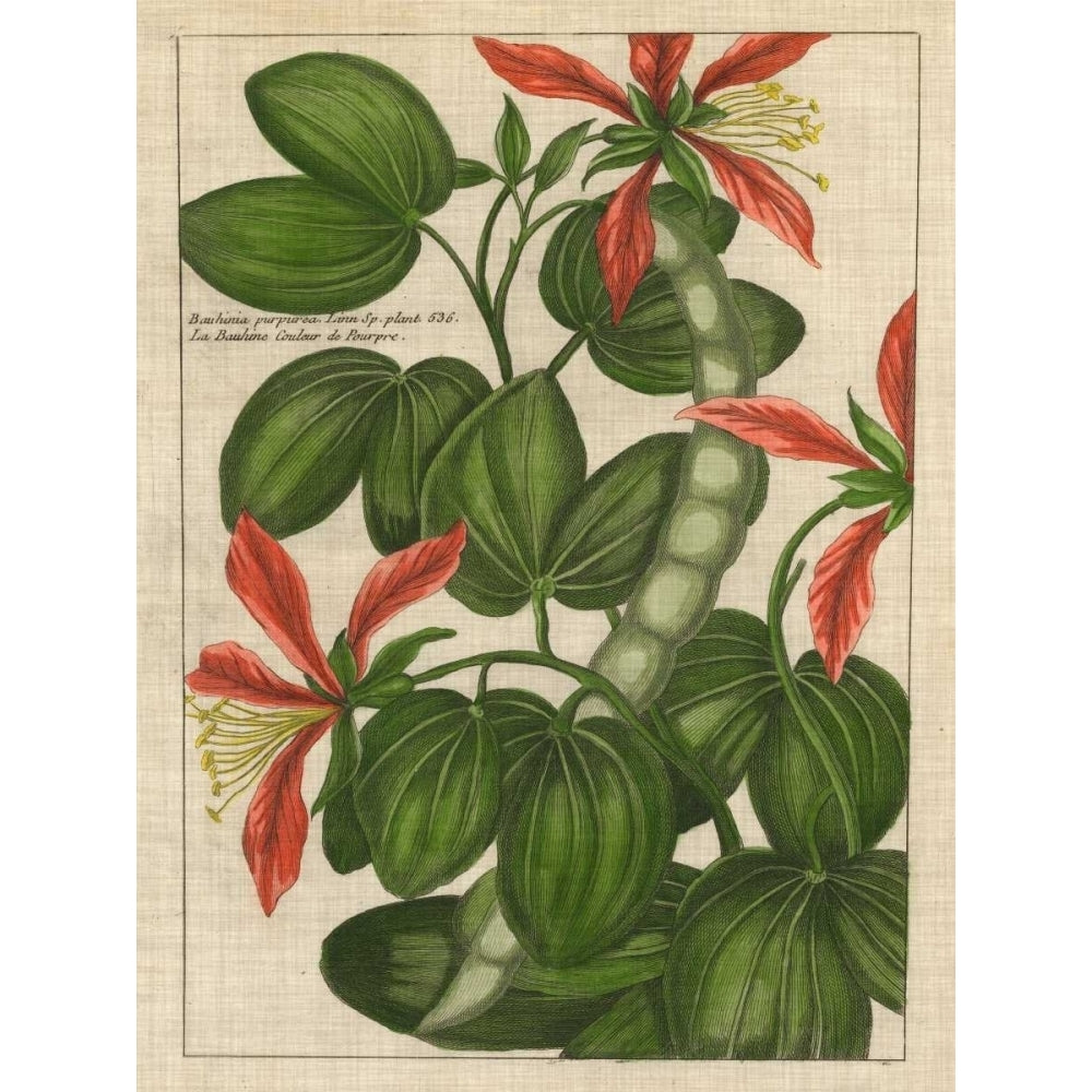 Botanical Study on Linen VI Poster Print - Studio Vision-VARPDX147815Z Image 1