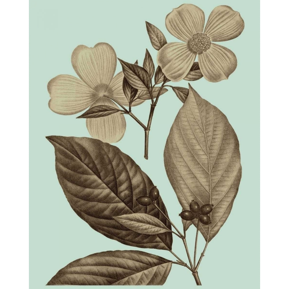 Flowering Trees III Poster Print - Studio Vision-VARPDX147841Z Image 1