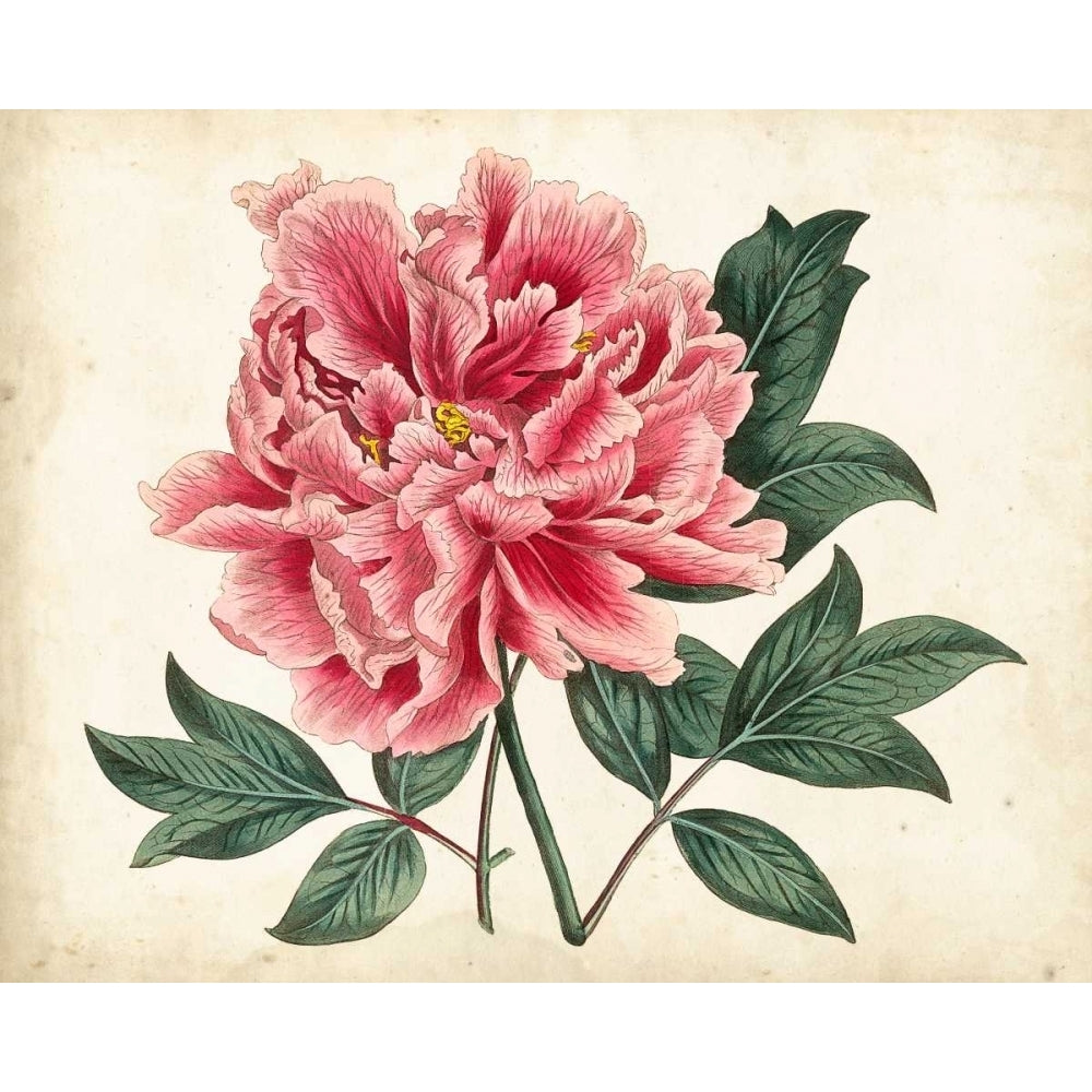 Peony Garden I Poster Print - Curtis-VARPDX14783GGE Image 1